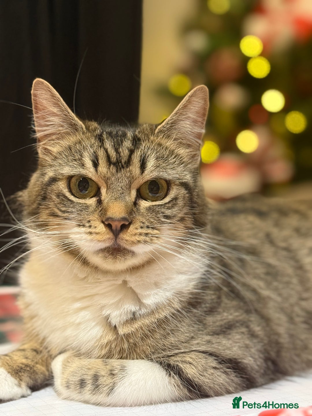 Maine Coon cats for sale: 5 adorable maine coon kittens - Advert 4