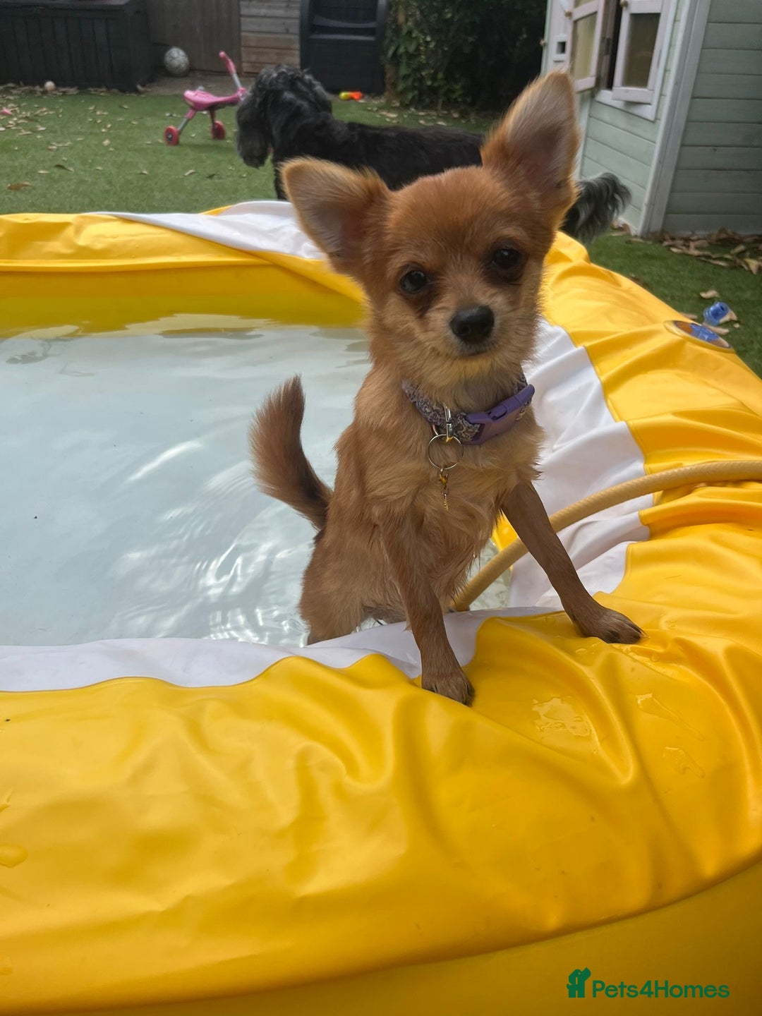 Mixed Breed dogs for sale: Pomchi chihuahua mix  - Advert 7