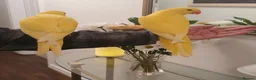 Ringnecks birds for sale: Handreared baby Indian ringneck for sale  in Accrington - Advert 2