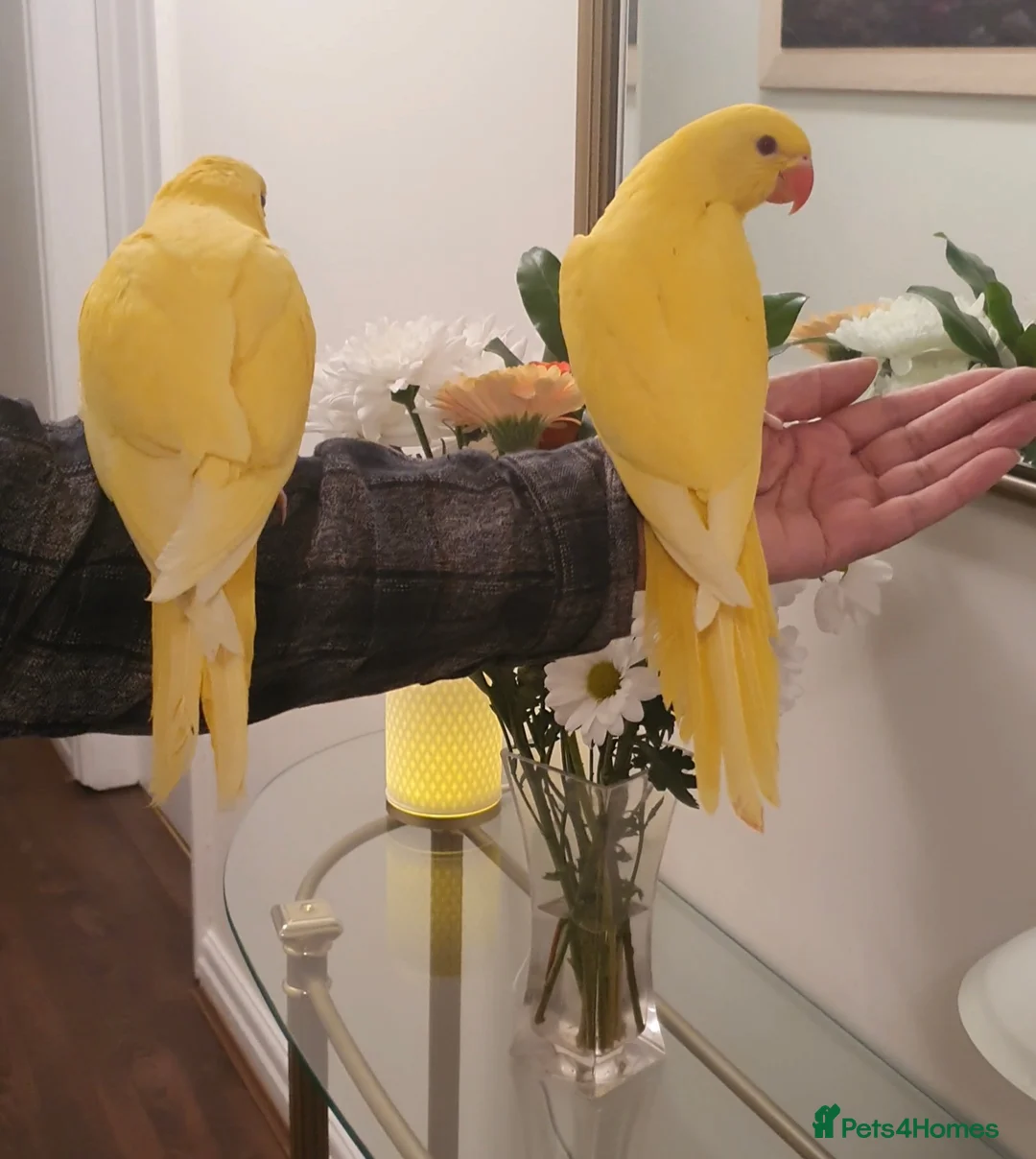Ringnecks birds for sale: Handreared baby Indian ringneck for sale  in Accrington - Advert 2