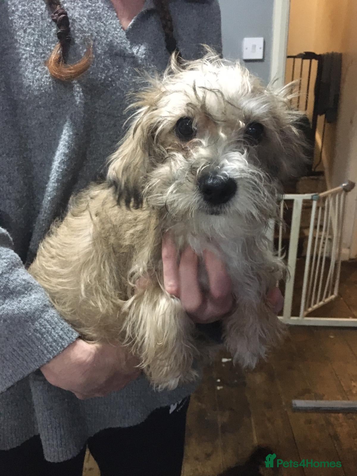 Mixed Breed dogs Gorgeous Homebred puppies  - Advert 6