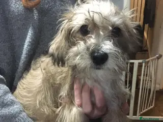 Mixed Breed dogs Gorgeous Homebred puppies - Advert 6