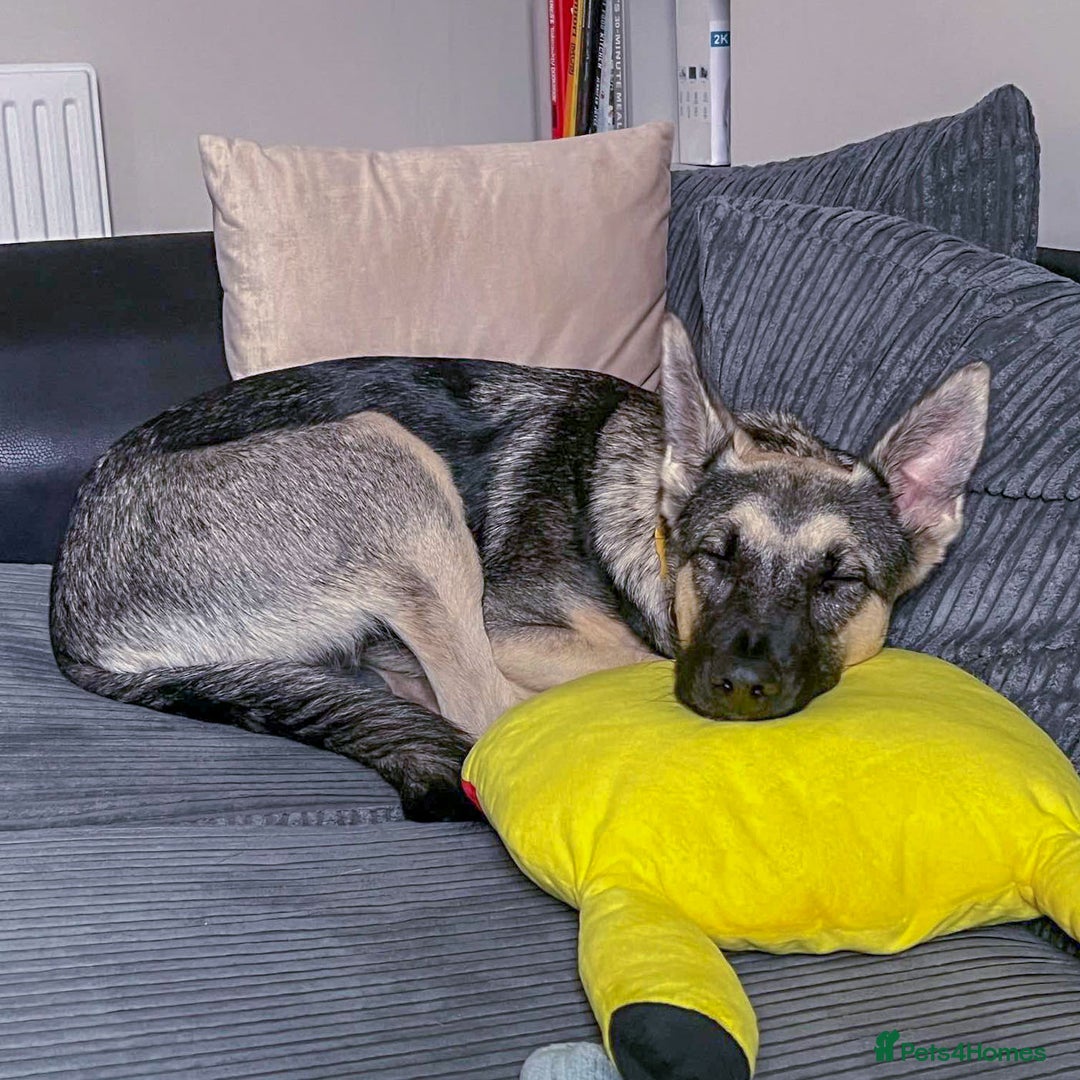 Mixed Breed dogs for adoption: FREYA - Looking for a loving, supportive home. - Image 5