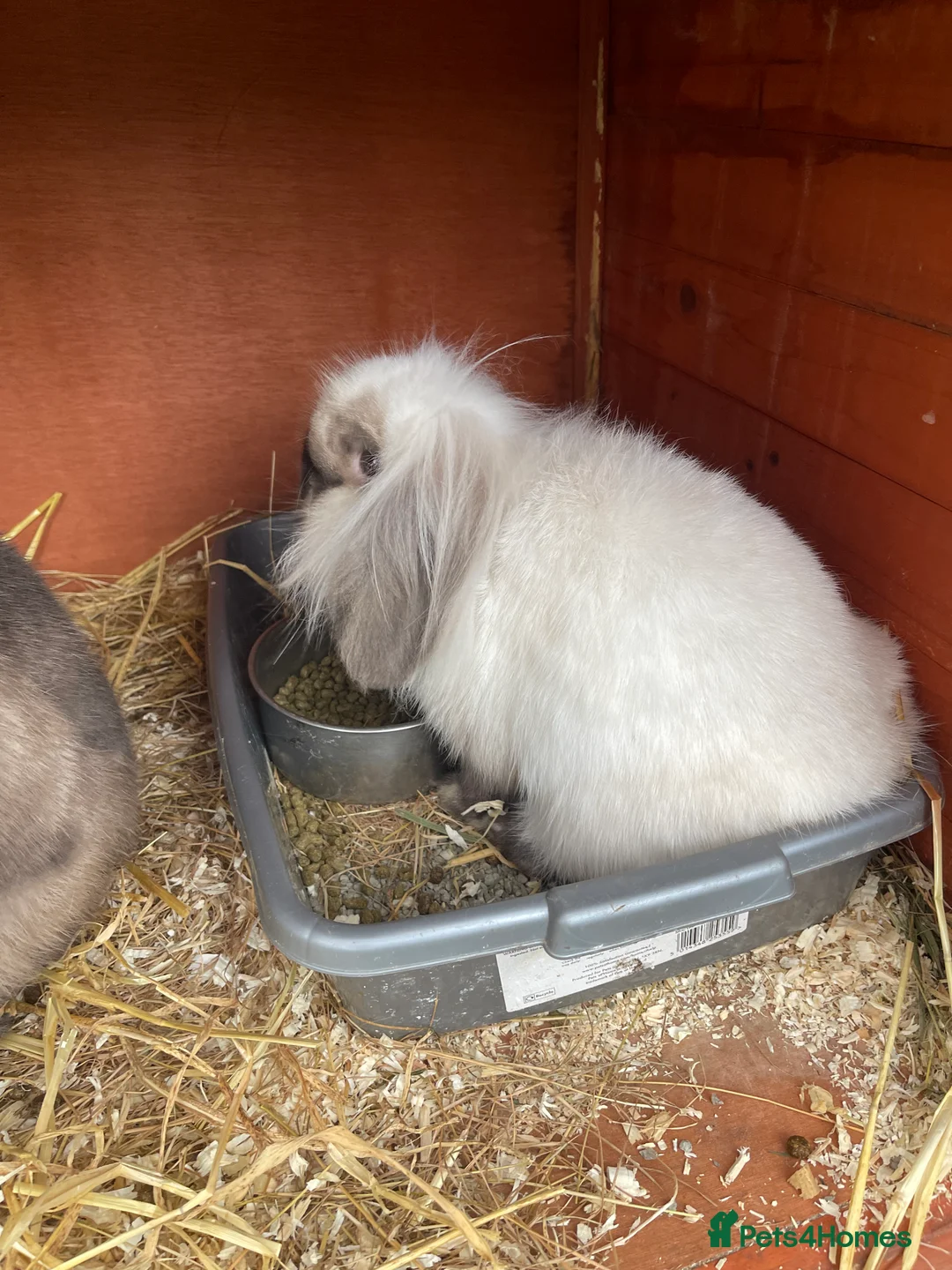 Lionhead rabbits for sale: Male and female lion lops  - Advert 4