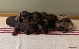 Miniature Dachshund dogs for sale: KC Long haired miniature dachshund puppies - Image 2