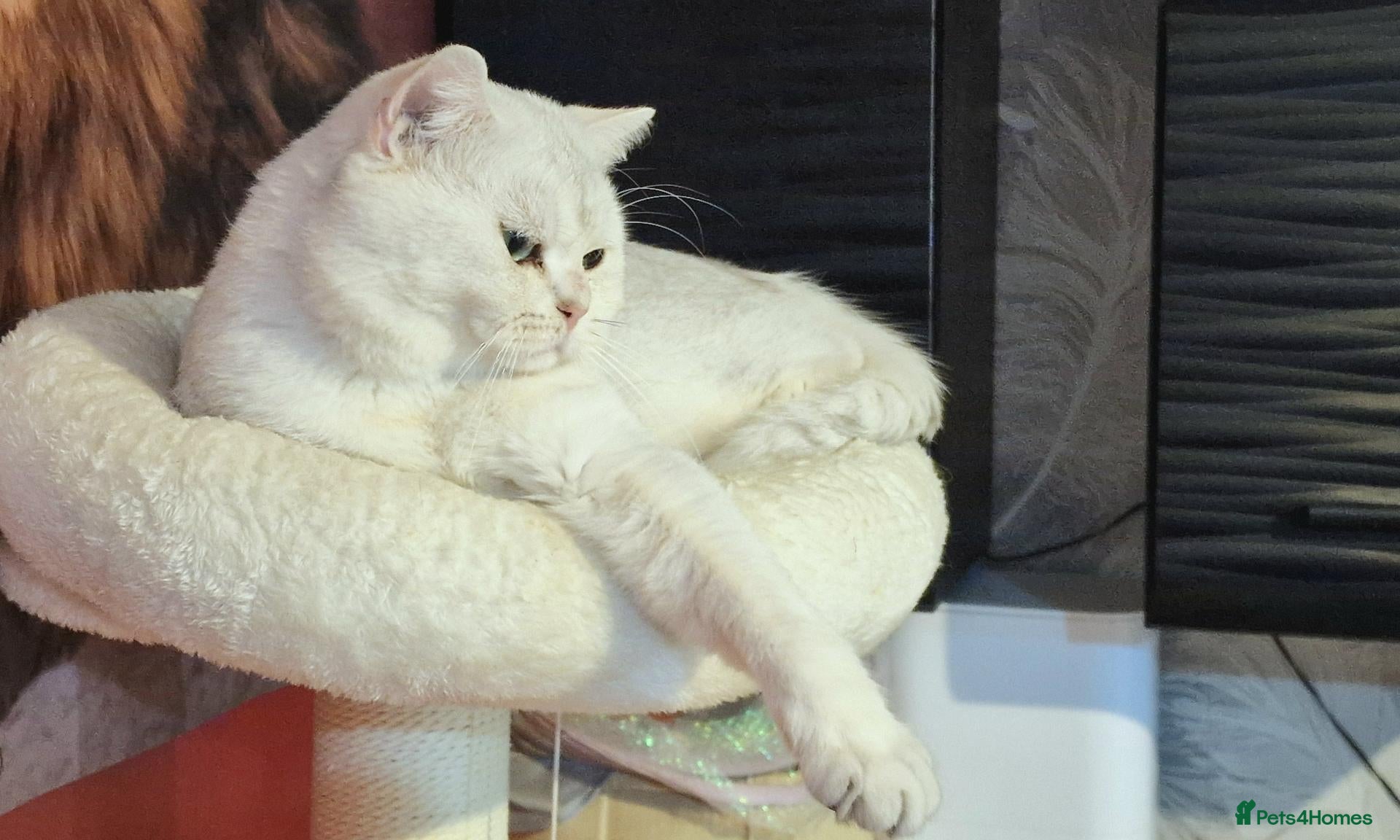 British Shorthair cats Silver shaded stud  - Advert 1