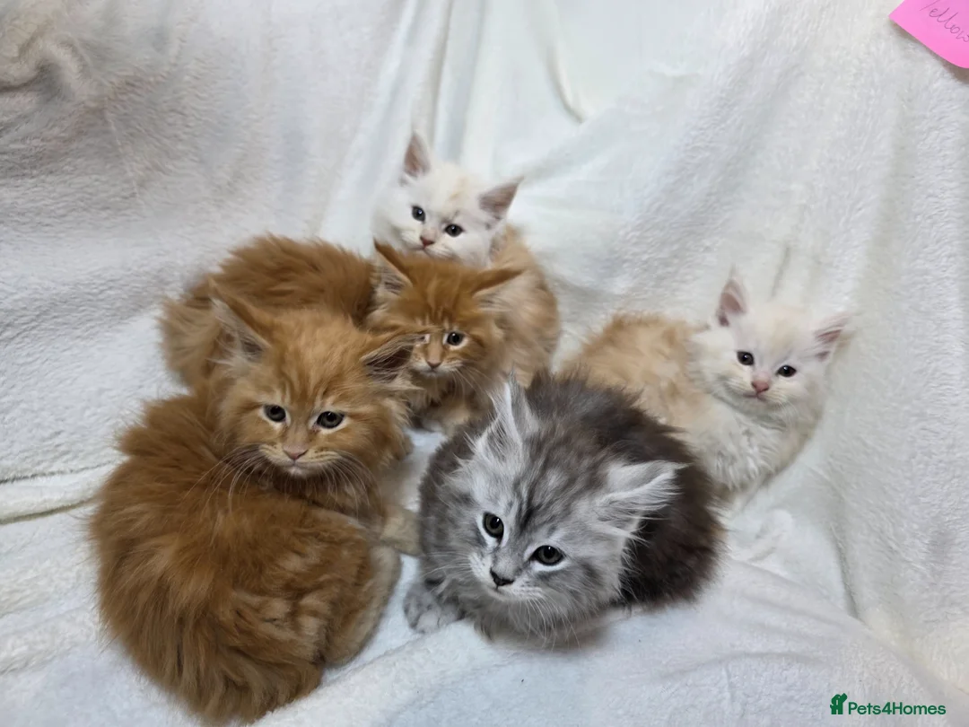 Maine Coon cats for sale: Maine Coon Kittens–Large Bloodline – Ready Now 🐾 - Advert 1