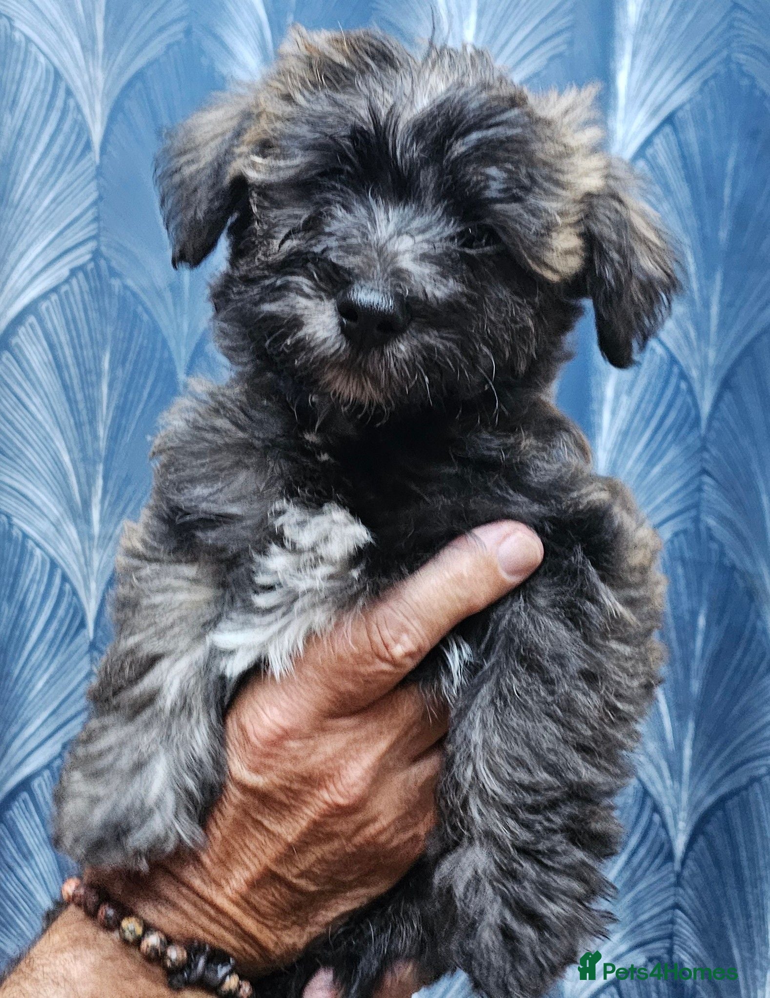Mixed Breed dogs Three puppies available-LOVING HOMES ONLY - Advert 2