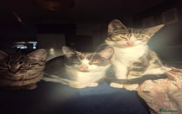 Mixed Breed cats for sale: 3 Beautiful Kittens - Advert 12
