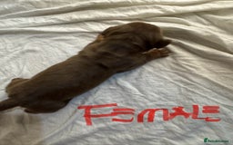 Miniature Dachshund dogs for sale: 6 Miniature Dachshund babies - Image 10