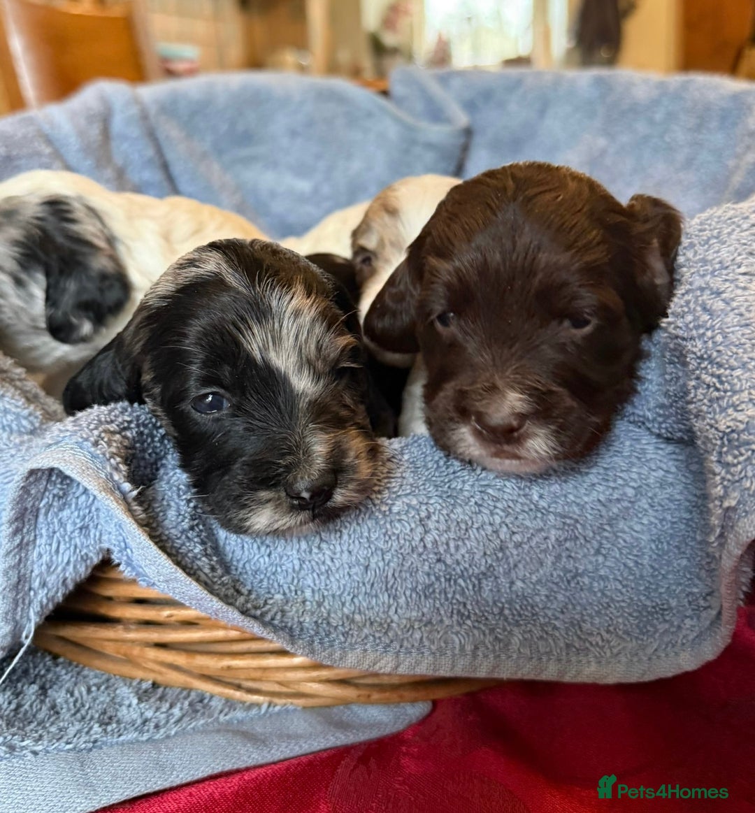 Sproodle dogs for sale: Merle F1 Sproodles 5⭐️Licenced Breeder full DNA - Advert 14