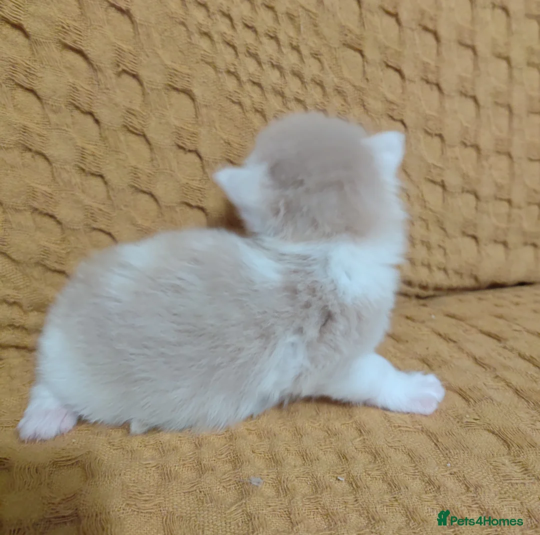 Maine Coon cats for sale: Maine coon kittens - Advert 17