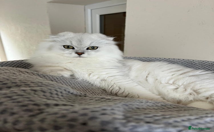 Scottish Fold cats Scottish Kittens – Fold & Straight – Ready Now - Advert 4