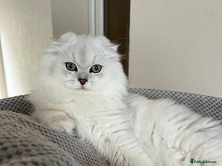 Scottish Fold cats Scottish Kittens – Fold & Straight – Ready Now - Advert 7