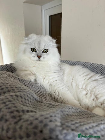 Scottish Fold cats Scottish Kittens – Fold & Straight – Ready Now - Advert 4