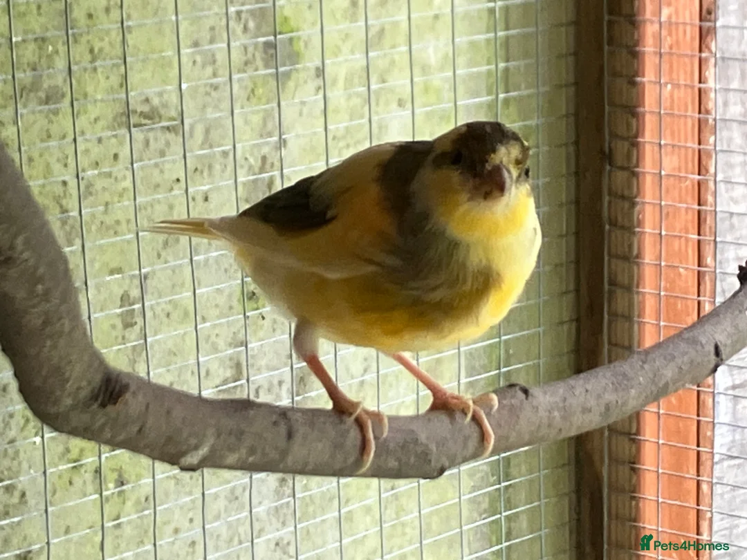 Canaries birds for sale: Canaries  in High Wycombe - Advert 2