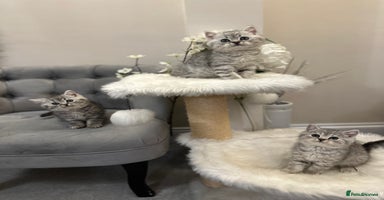 British Shorthair cats - Advert 12