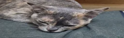 Burmese cats for sale: 2 Stunning Asian Kittens Available – Home reared - Advert 2