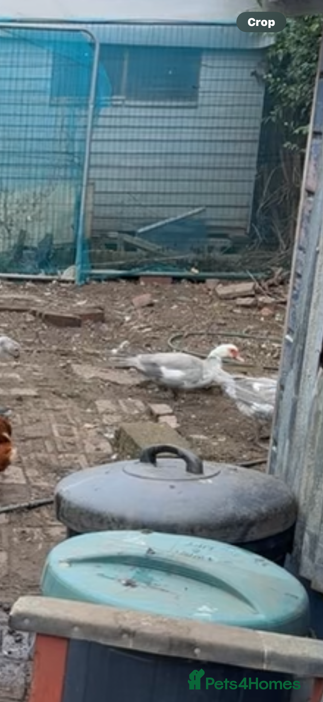 Ducks poultry for sale: Muscovy duck - Image 4