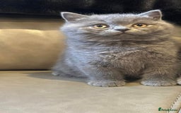 British Shorthair cats for sale: British Shorthair  - Image 7