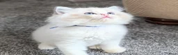 Ragdoll cats for sale: 🏆 GCCF Champion Ragdolls • Active Considered - Advert 23