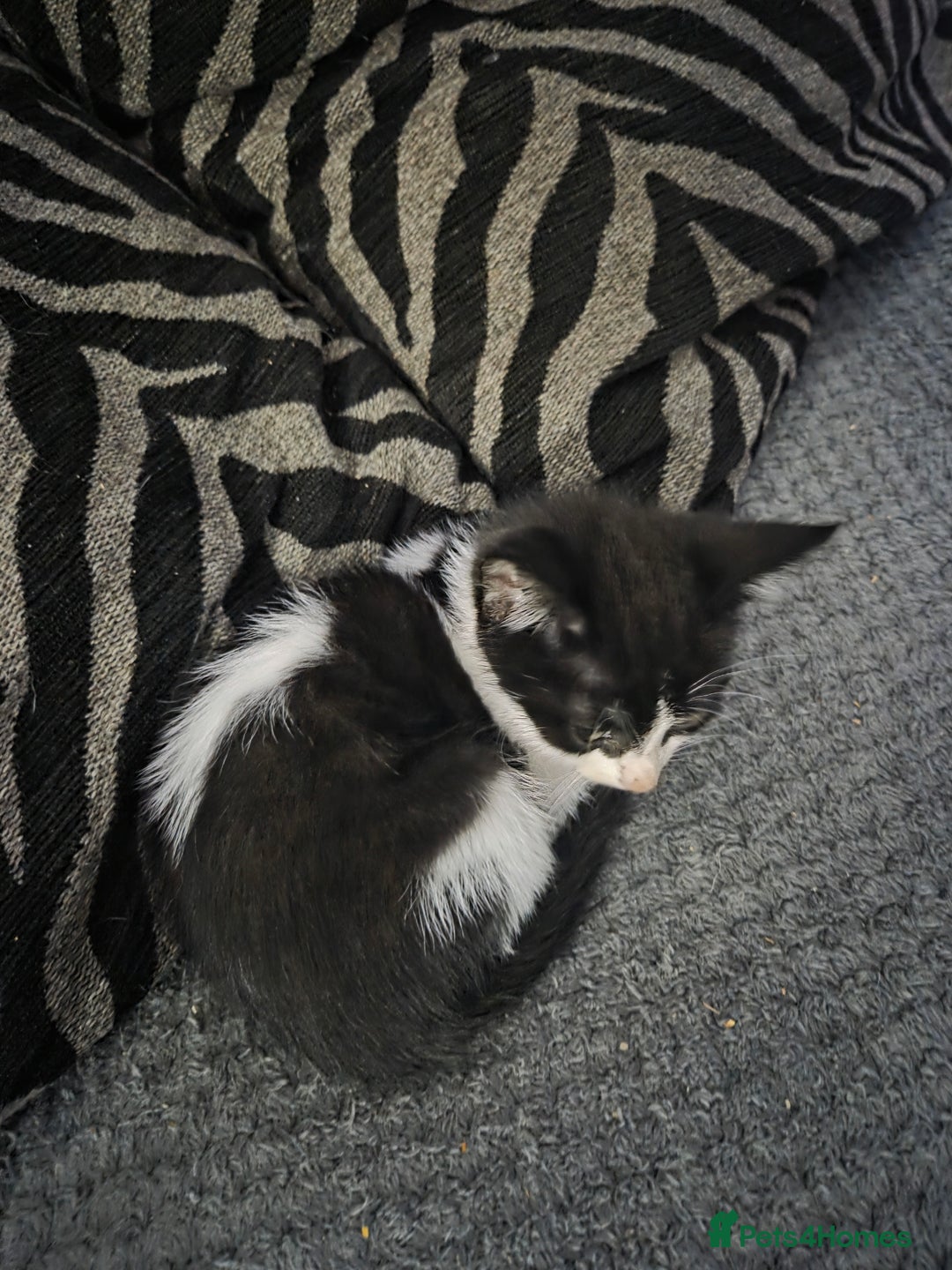 Mixed Breed cats for sale: 3 male cats available  - Advert 6