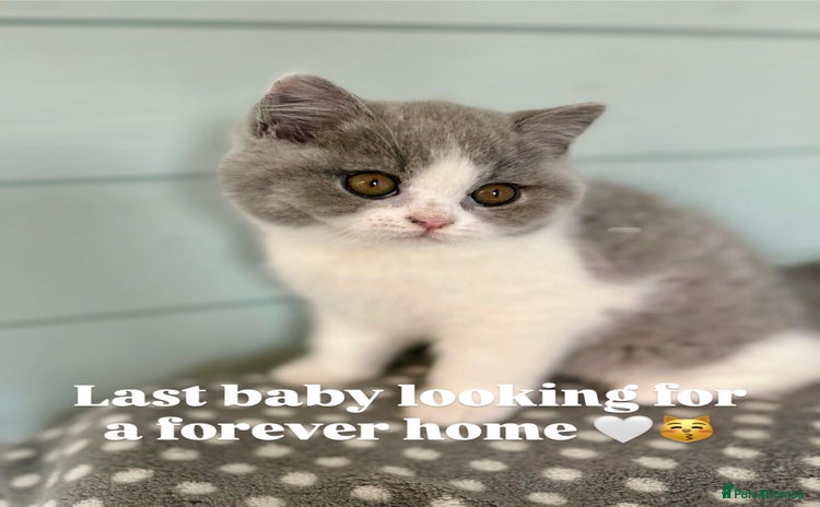 British Shorthair cats - Advert 6