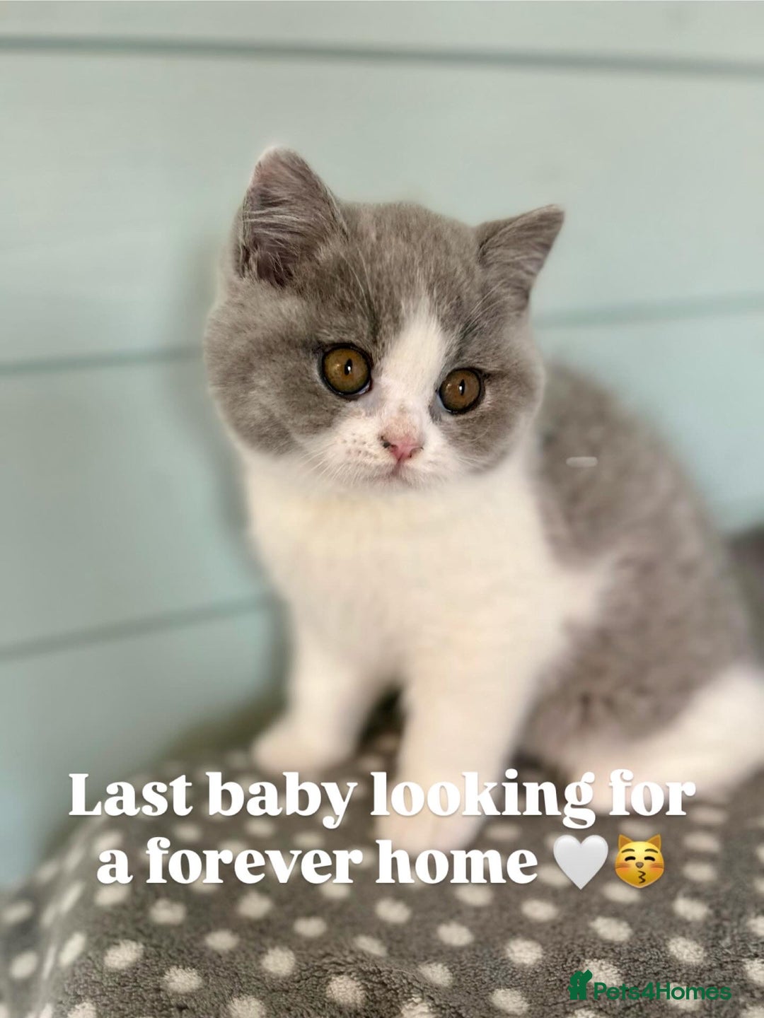 British Shorthair cats for sale: Blue/cream biocolour British short hair kitten - Image 1