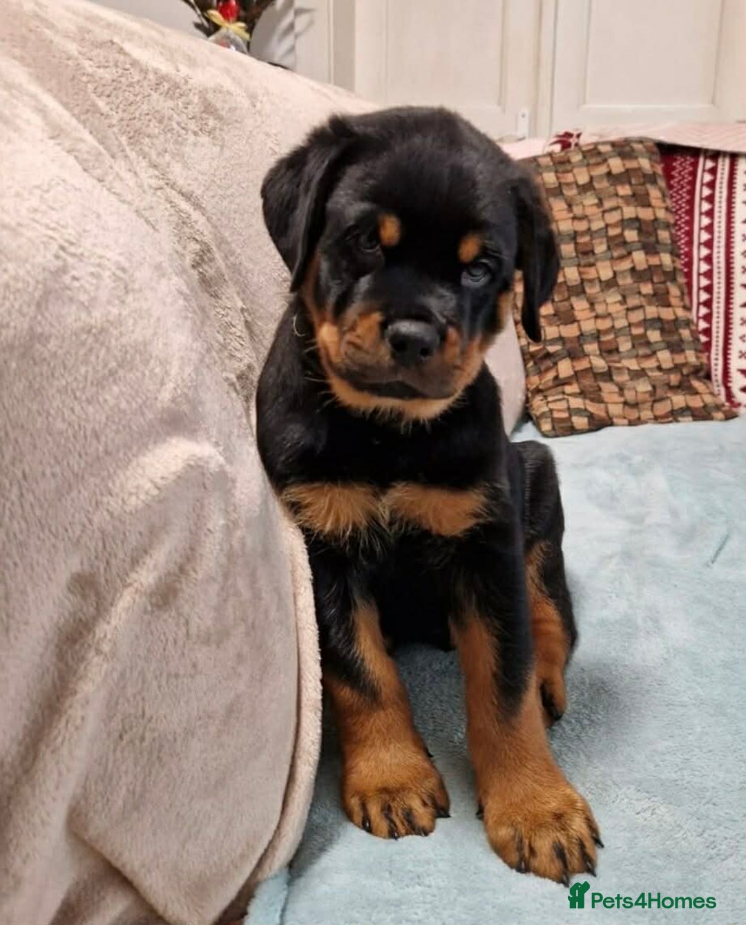 Rottweiler dogs for sale: 🐕 beautiful Rottweiler puppies 🐶  - Advert 5