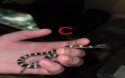 Corn Snake reptiles for sale: Hatchling Corn Snakes CB25 - Image 4