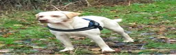 Labrador Retriever dogs for sale: Show type K.C reg labrador puppies, DUE 22/10/26. - Advert 8