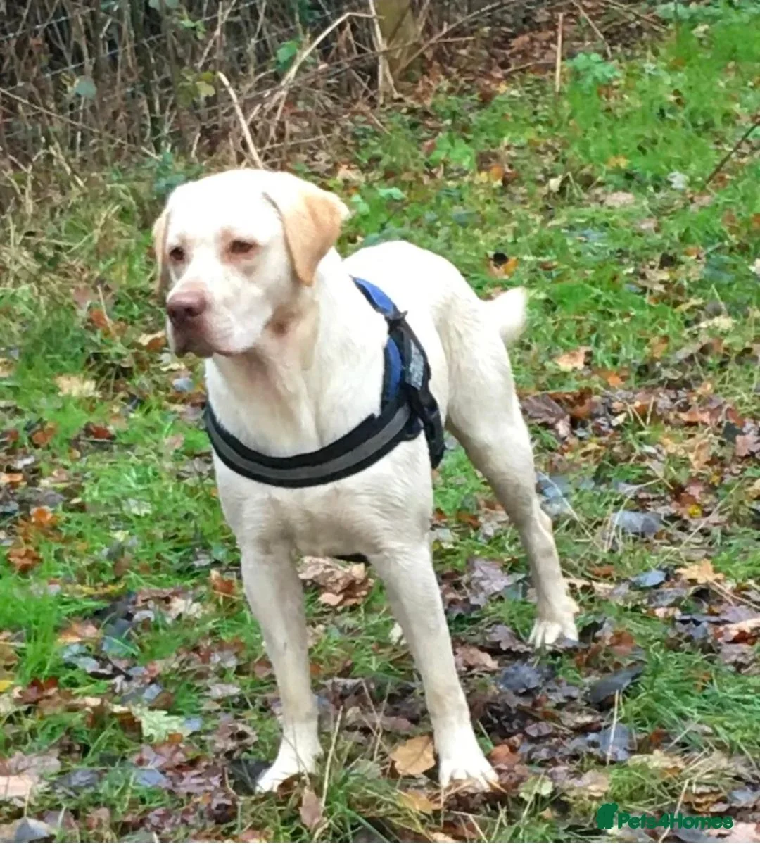 Labrador Retriever dogs for sale: Show type K.C reg labrador puppies, DUE 22/10/26. - Advert 8