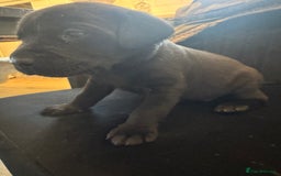 Labrador Retriever dogs for sale: Stunning homebred labs - Advert 15