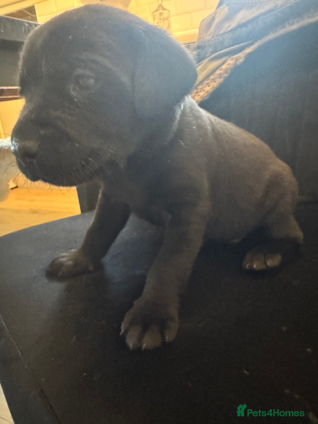 Labrador Retriever dogs for sale: Stunning homebred labs - Advert 15