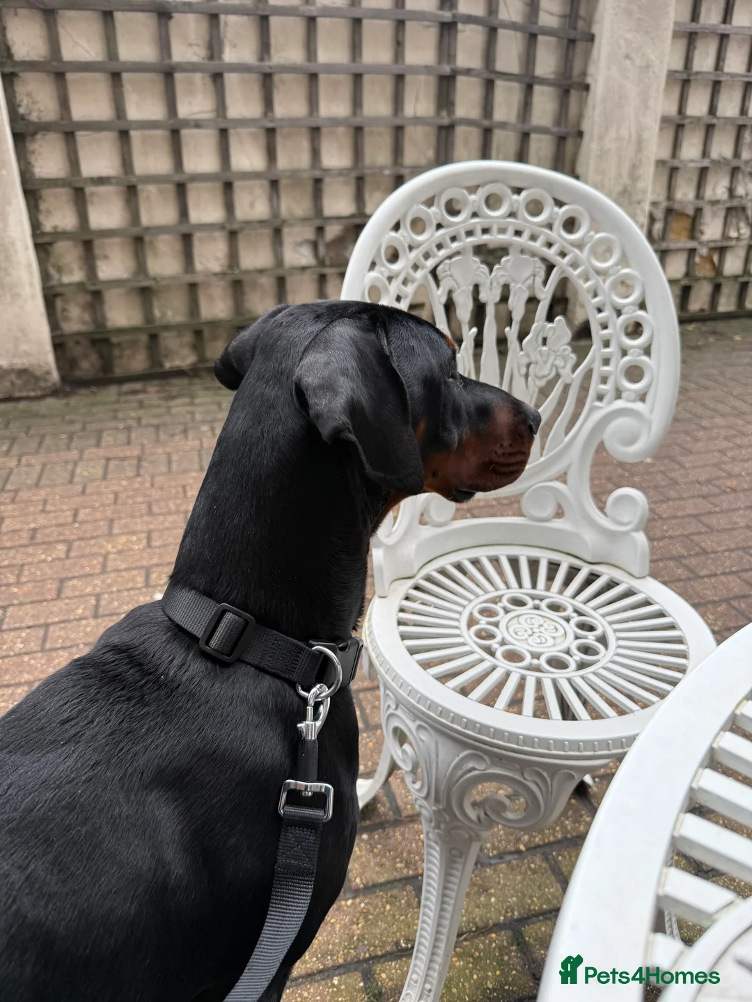 Dobermann dogs for sale: 8 Month Old Doberman - Advert 6