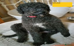 Labradoodle dogs for sale: Curly Coated Hypo-Allergenic Labradoodle Puppies   - Image 13