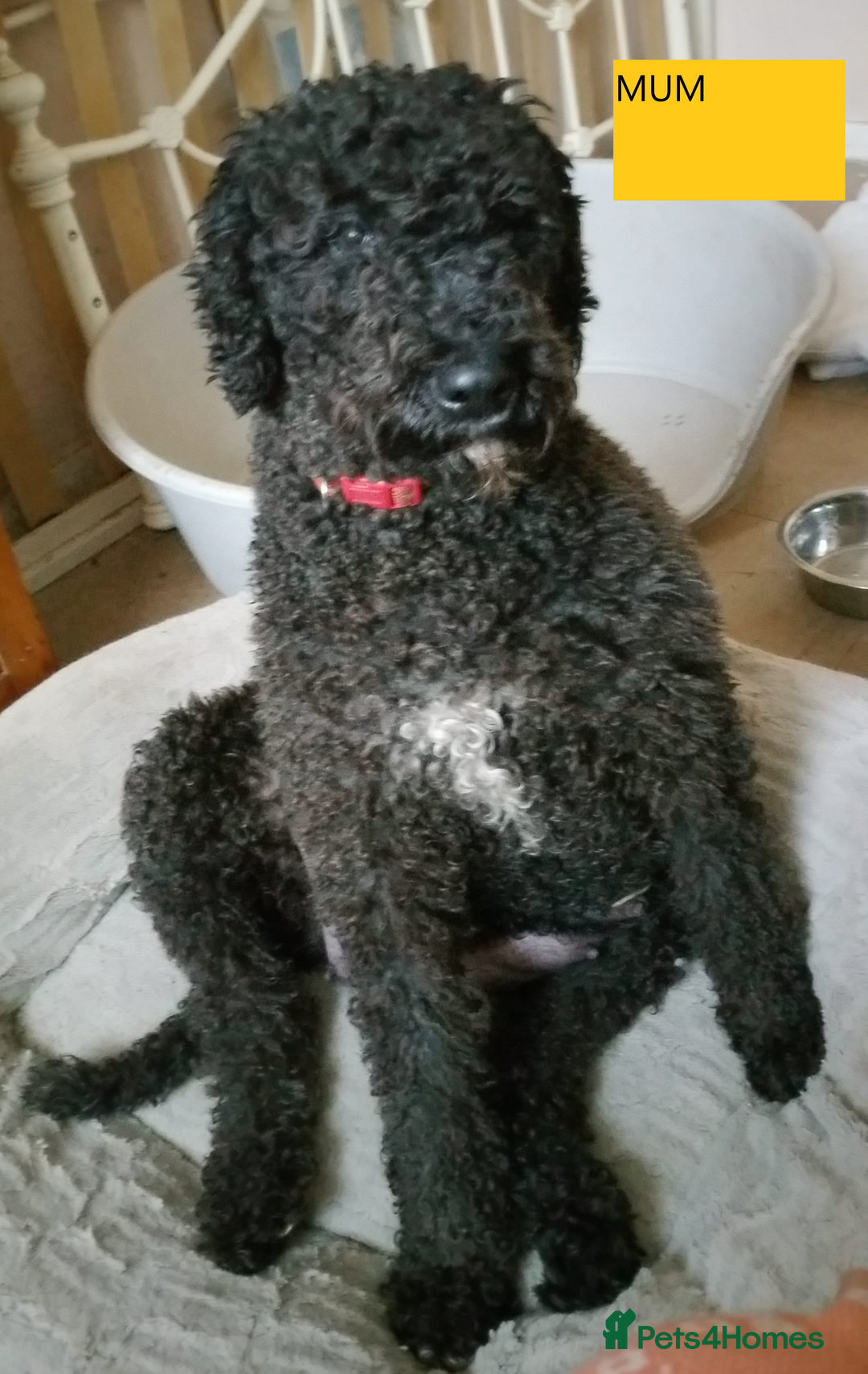 Labradoodle dogs for sale: Curly Coated Hypo-Allergenic Labradoodle Puppies   - Image 13