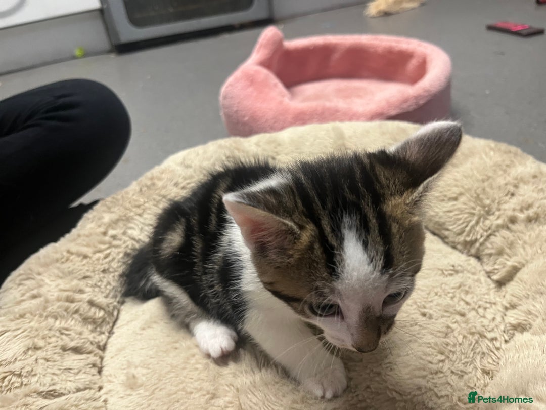 Mixed Breed cats for sale: 4 Handsome Male kittens 9week old - Advert 9