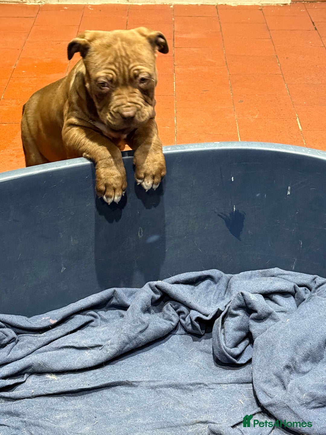 Mixed Breed dogs for sale: Ddb x cane corso - Advert 4