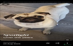 Pug dogs for sale: Perfect pug pups - Image 21