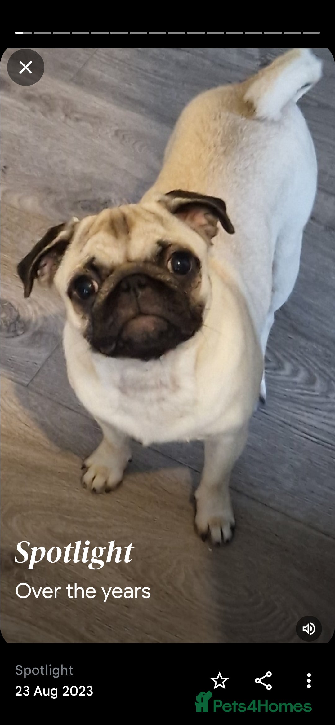Pug dogs for sale: Perfect pug pups - Image 21