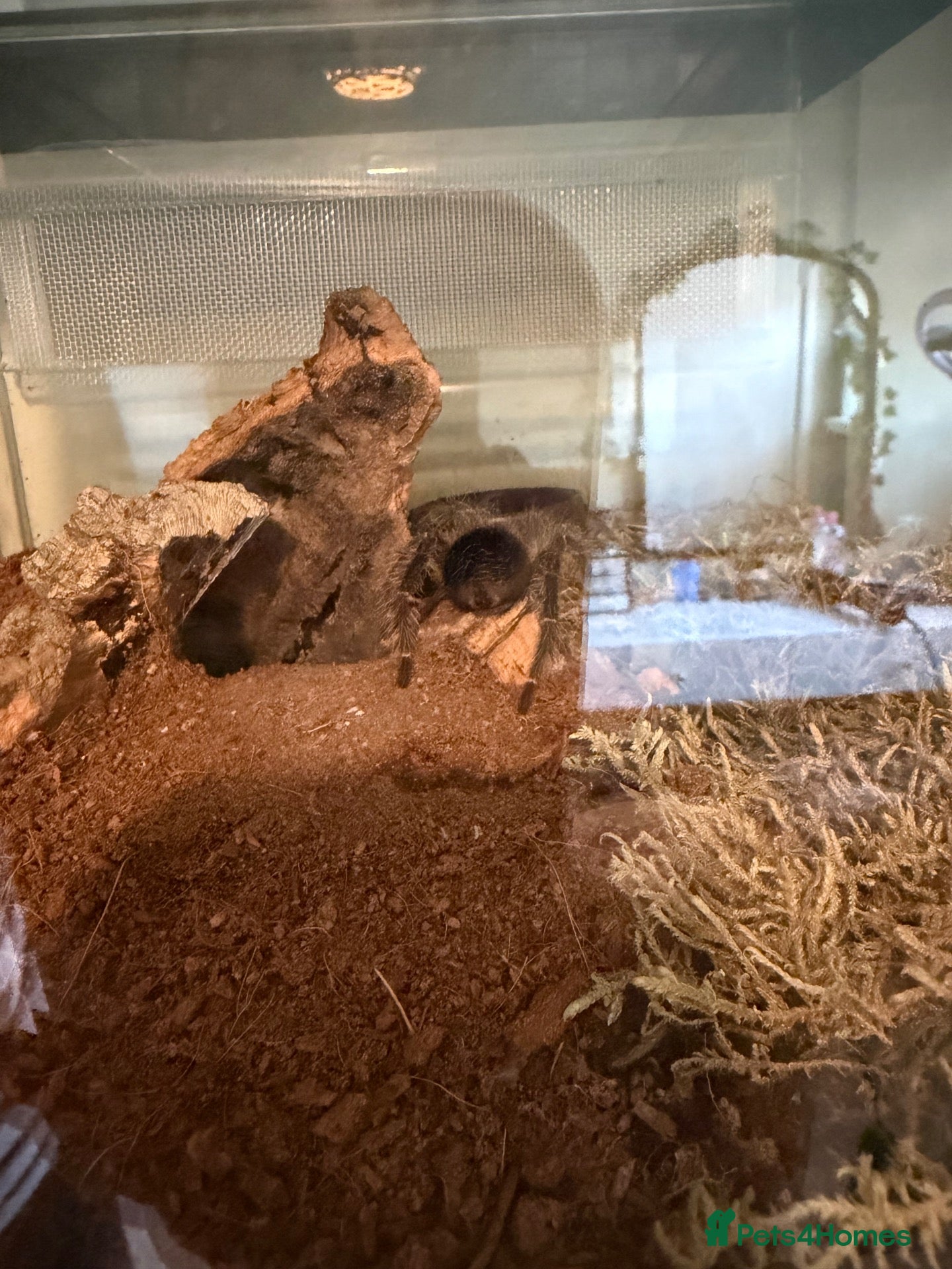 Tarantulas invertebrates Mixed tarantulas  - Advert 2