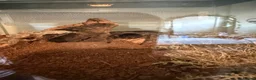 Tarantulas invertebrates for sale: Mixed tarantulas  - Advert 2