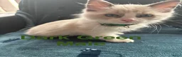 Ragdoll cats for sale: 5 Ragdoll Kittens For Sale - Advert 8