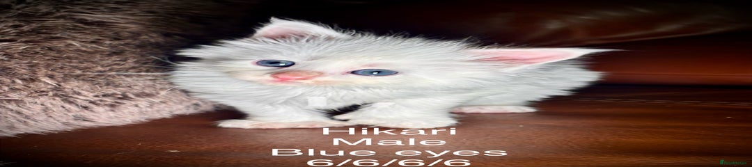 Hikari