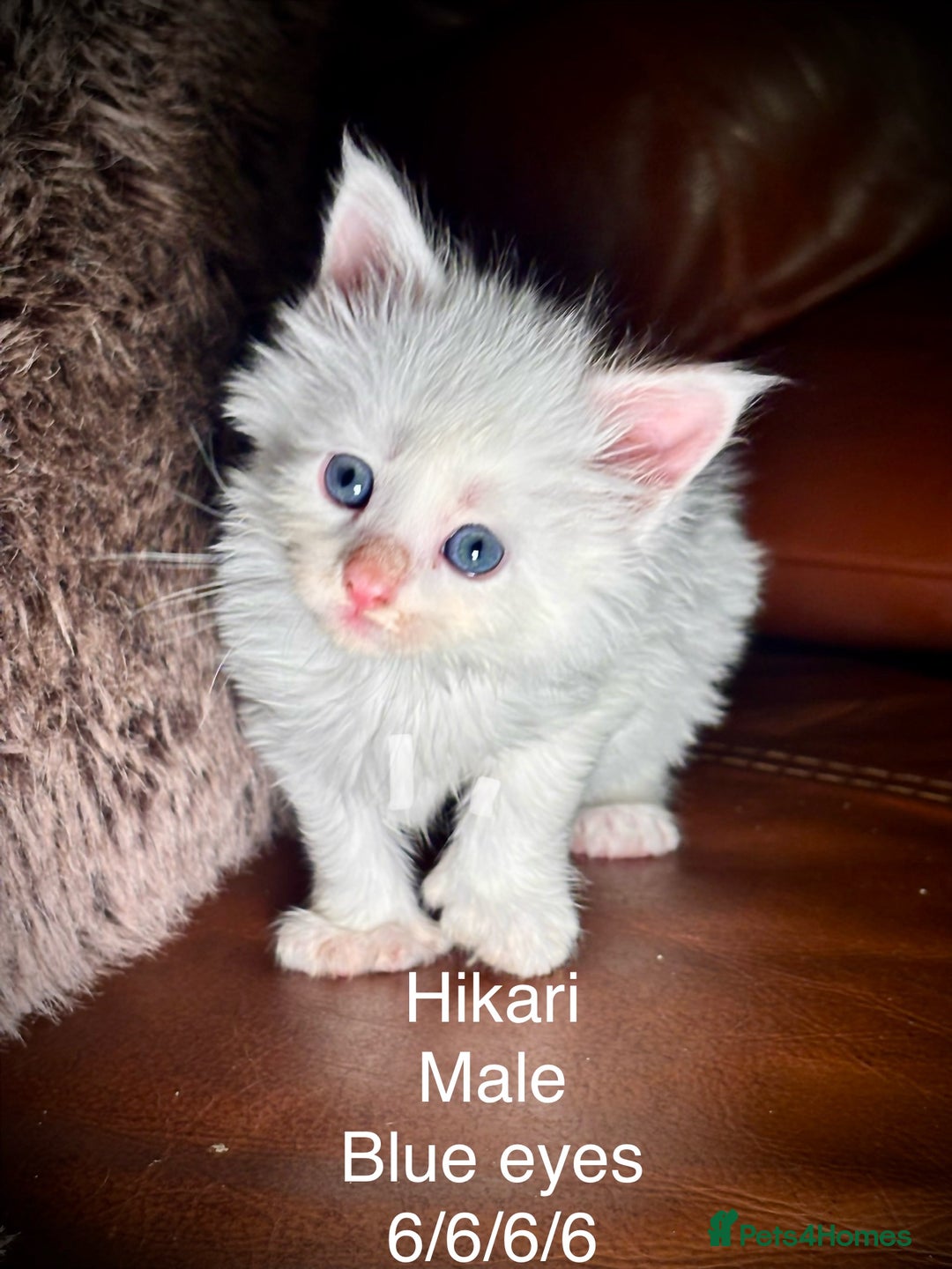 Maine Coon cats for sale: Rare 7-toed, Champion, Russian Maine coon kittens - Image 9