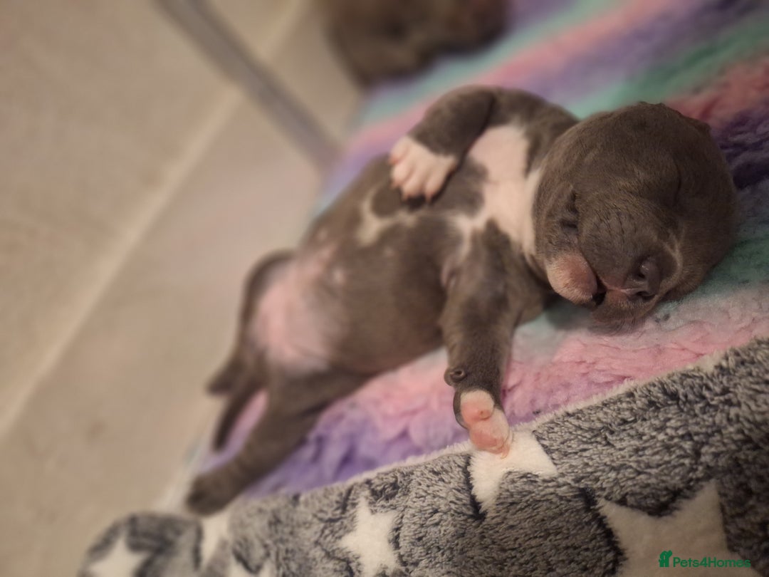 Staffordshire Bull Terrier dogs for sale: Blue Staffordshire Bull Terrier Puppies - Image 9