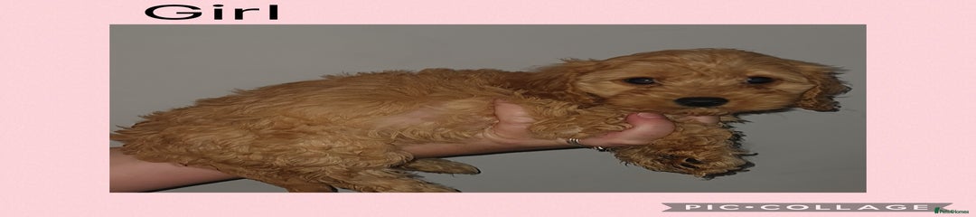 Pink Female