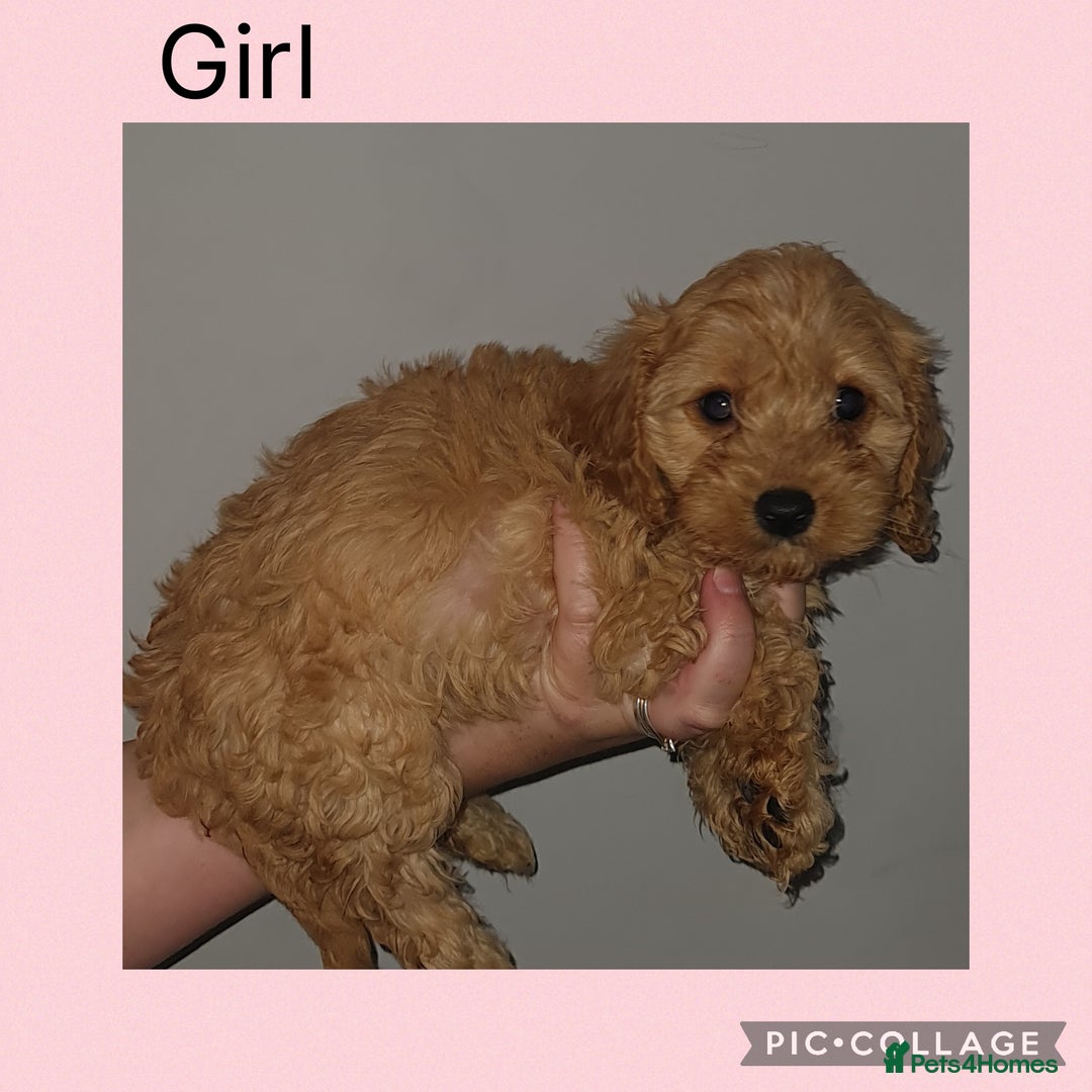 Cavapoo dogs for sale: 5 Cavapoo puppies - Ready now! - Image 4