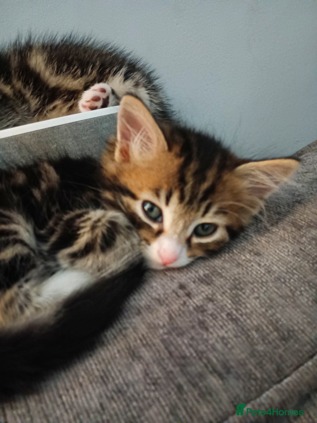 Mixed Breed cats for sale: Adorable kittens for sale - Image 7